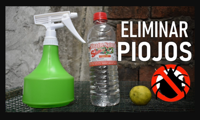 Cómo Eliminar Los Piojos De Las Gallinas Naturalmente