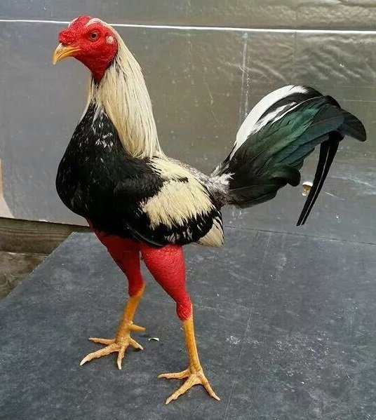 El Ajo Y Sus Propiedades ¿Parar Que Sirve En La Salud De Los Gallos