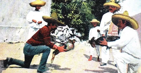 El Arte de la Gallistica