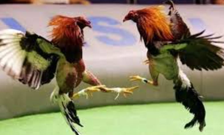 Por Qué Huyen Los Gallos De Pelea Durante El Combate 5
