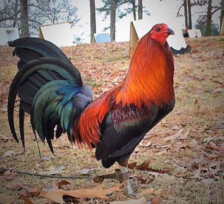Brown Red Mejores Razas de Gallos