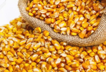 Como Alimentar Los Gallos En La Etapa Del Cuido