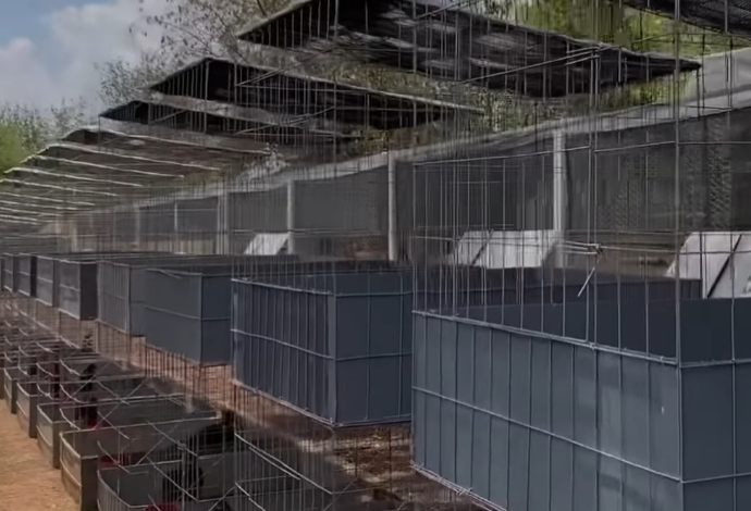 Como Hacer Jaulas De Dos Pisos Para Gallos