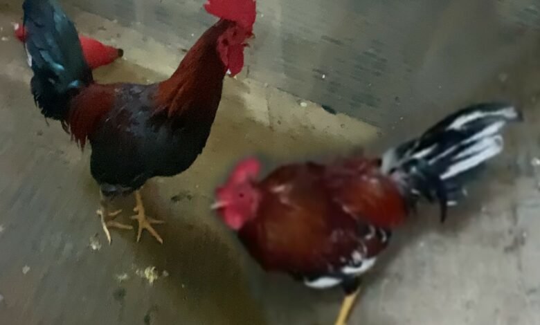 Como Montaje de Espuelas Plasticas Pollos Probando El Linaje