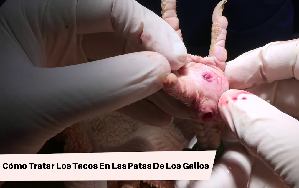 Cómo Tratar Los Tacos En Las Patas De Los Gallos 3