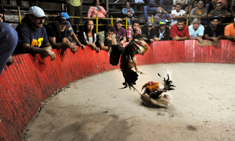 Galleras Una Tradición Controvertida en la Cultura Hispana