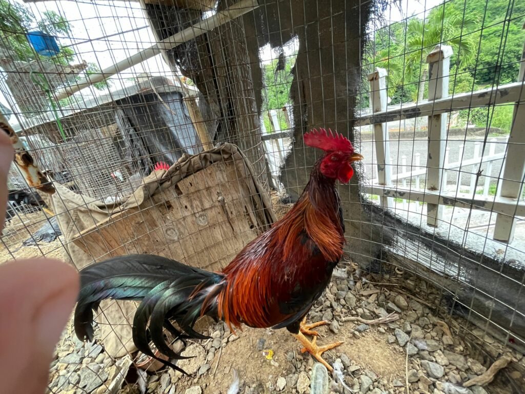 IMG 20240811 WA0000