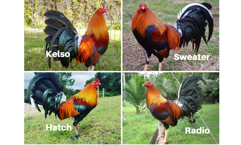 Mejores Razas de Gallos