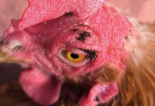 Como Se Controla Las Pulgas De Las Gallinas De Tu Gallinero 1