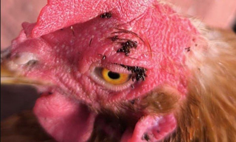 Como Se Controla Las Pulgas De Las Gallinas De Tu Gallinero 1