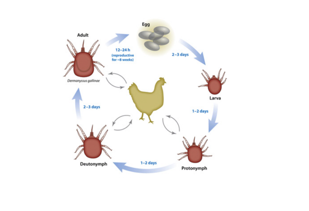 Como Se Controla Las Pulgas De Las Gallinas De Tu Gallinero 2