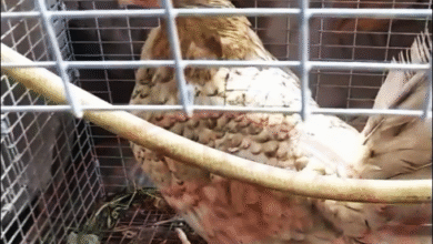 Cómo Curar Una Gallina O Gallo De Raza Que Está Pálido (2)