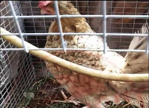Cómo Curar Una Gallina O Gallo De Raza Que Está Pálido (2)