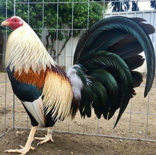 Gallo adulto de 2 años fuerte y en plenitud, con colores vivos edad de los gallos comparada con humanos