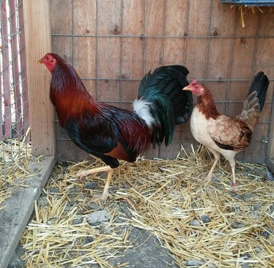 Gallo de 4–5 años apariencia más robusta, con signos de madurez en su porte