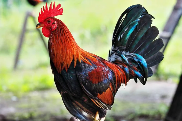 Gallo joven de 10–12 meses plumaje brillante y postura erguida ideal para ilustrar la etapa juvenil
