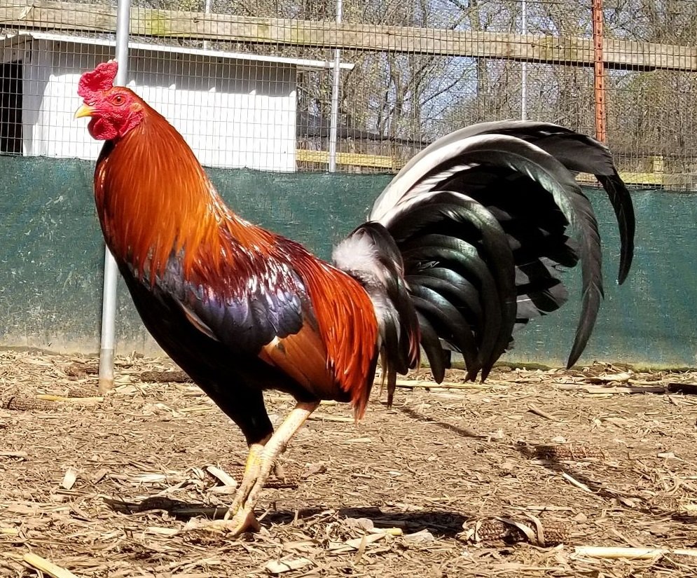 Gallos adultos jóvenes de 16 a 24 meses